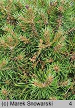 Pinus uncinata Grüne Welle