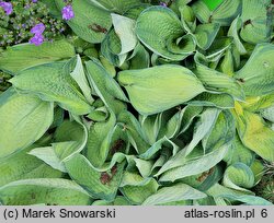 Hosta Delia