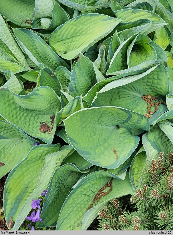 Hosta Delia