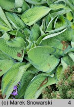 Hosta Delia