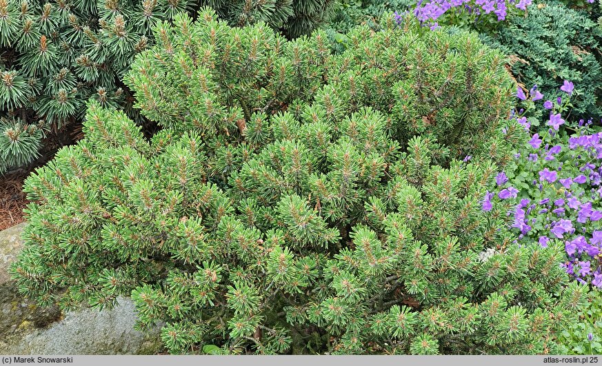Pinus mugo Minutifolia