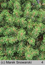 Pinus mugo Minutifolia