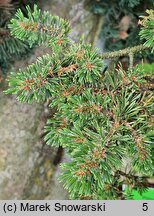 Pinus mugo Minutifolia