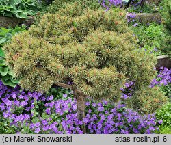 Pinus sylvestris Beuvronensis