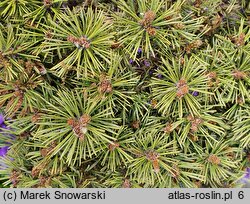 Pinus sylvestris Beuvronensis