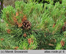 Pinus mugo Kloster Grün