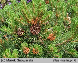 Pinus mugo Kloster Grün