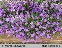 Campanula Birch Hybrid