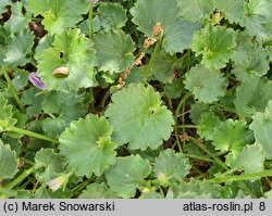 Campanula Birch Hybrid