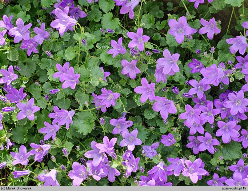 Campanula Birch Hybrid