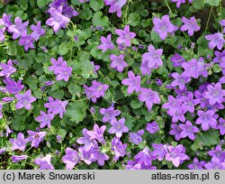 Campanula Birch Hybrid