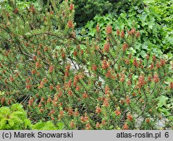 Pinus banksiana Neponset