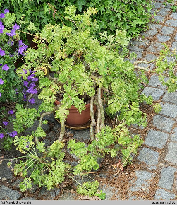 Pelargonium carnosum