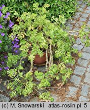 Pelargonium carnosum