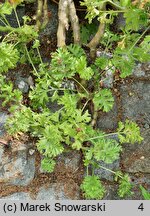 Pelargonium carnosum