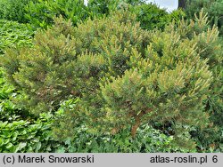 Pinus sylvestris Marosz WB