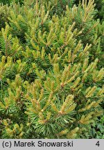 Pinus sylvestris Marosz WB