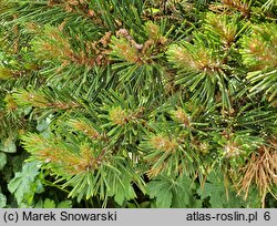 Pinus sylvestris Marosz WB