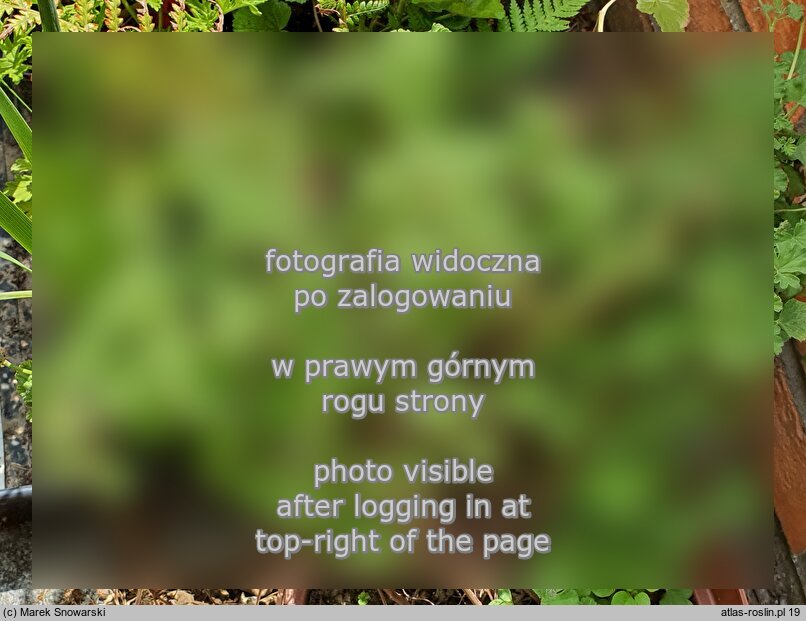 Pelargonium graveolens (pelargonia olejkowa)