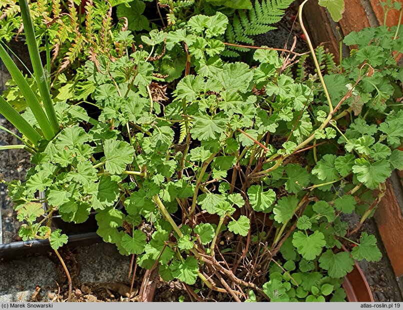 Pelargonium graveolens (pelargonia olejkowa)