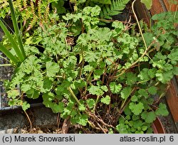 Pelargonium graveolens (pelargonia olejkowa)