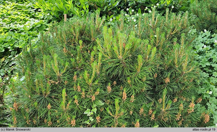 Pinus sylvestris