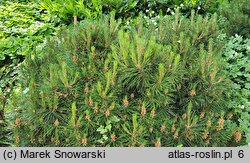 Pinus sylvestris