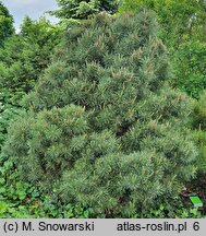 Pinus sylvestris Watereri