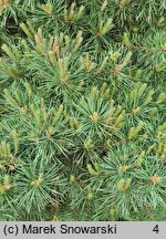 Pinus sylvestris Watereri