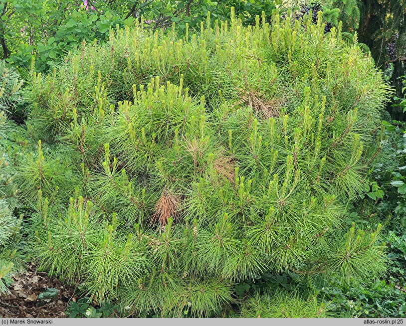 Pinus densiflora Alice Verkade