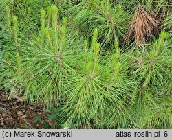 Pinus densiflora Alice Verkade