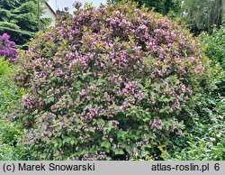 Weigela florida Nana Purpurea