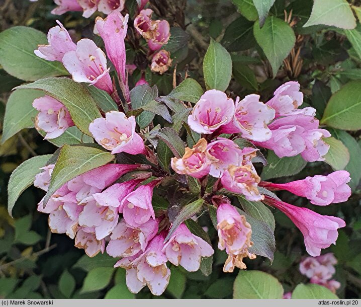 Weigela florida Nana Purpurea