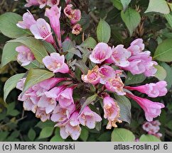 Weigela florida Nana Purpurea