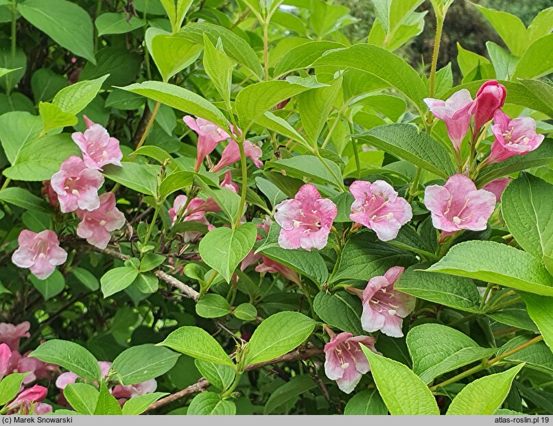 Weigela Milk and Honey