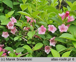 Weigela Milk and Honey