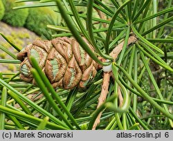 Sciadopitys verticillata (sośnica japońska)