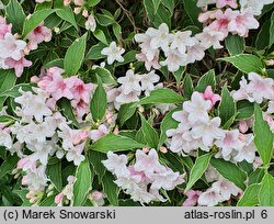 Weigela Suzanne