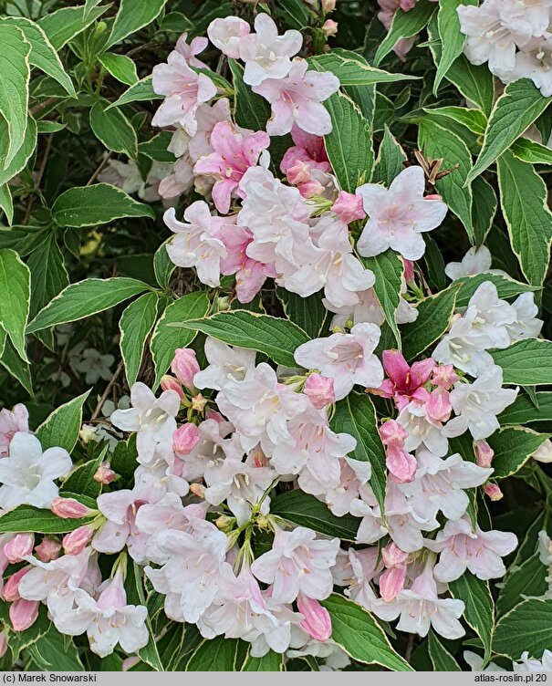 Weigela Suzanne