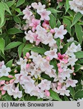 Weigela Suzanne