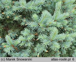 Picea pungens Tomek