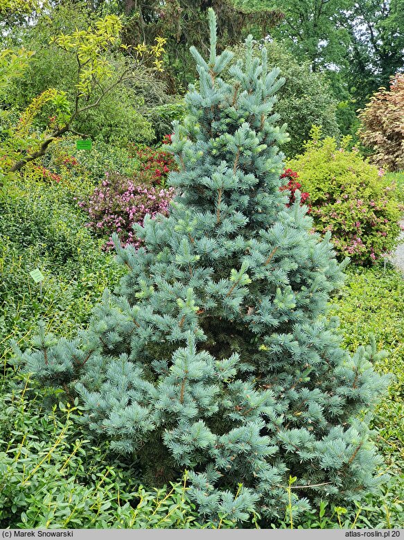 Picea pungens Tomek