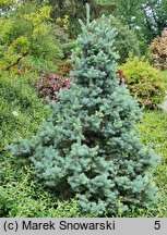 Picea pungens Tomek