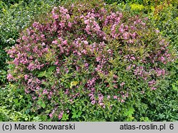 Weigela Grethe