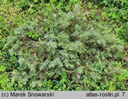 Abies concolor Ostrov nad Ohri