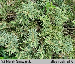 Abies concolor Ostrov nad Ohri