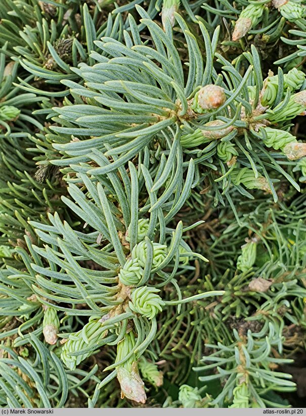 Abies concolor Ostrov nad Ohri