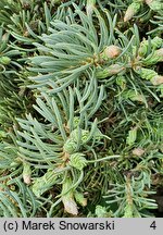 Abies concolor Ostrov nad Ohri