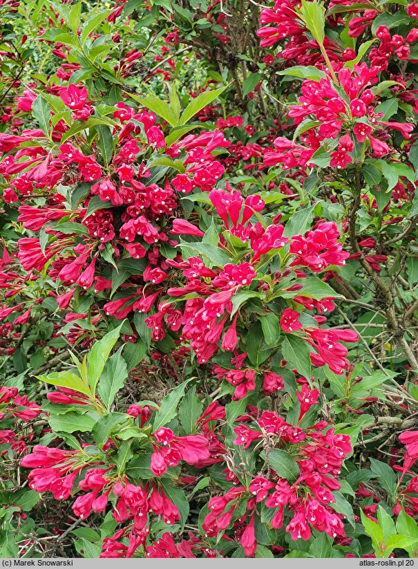 Weigela Red Prince