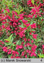 Weigela Red Prince